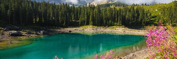 Drzewa, Lago di Carezza, Włochy, Tyrol, Las, Roślinność, Kwiaty, Jezioro Karersee