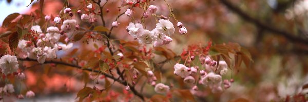 Drzewo owocowe, Kwiaty, Różowe, Wiśnia japońska