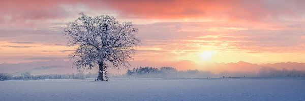 Zima, Drzewo, Ośnieżone, Wschód słońca, Pole