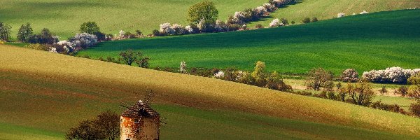 Czechy, Pola, Morawy Południowe, Wiatrak, Drzewa