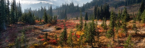 Przebijające światło, Park Narodowy Mount Rainier, Góry, Stan Waszyngton, Stany Zjednoczone, Drzewa, Jesień