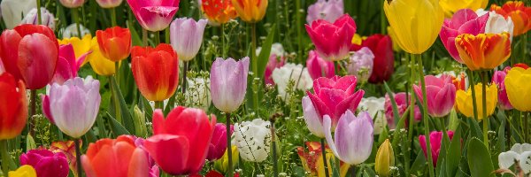 Tulipany, Płatki, Kwiaty, Trawa, Kolorowe