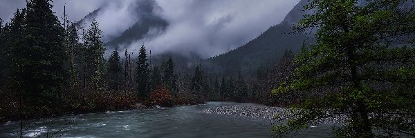 Kolumbia Brytyjska, Góry, Drzewa, Kanada, Gold Creek, Rzeka