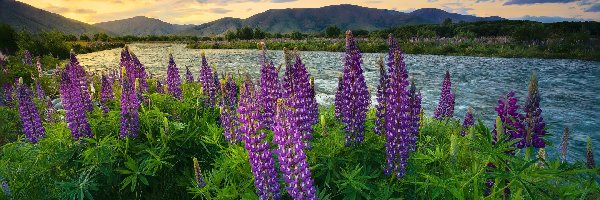 Mount Cook, Jezioro, Wanaka, Queenstown, Nowa Zelandia, Góra, Łubin
