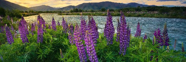 Mount Cook, Jezioro, Wanaka, Queenstown, Nowa Zelandia, Góra, Łubin