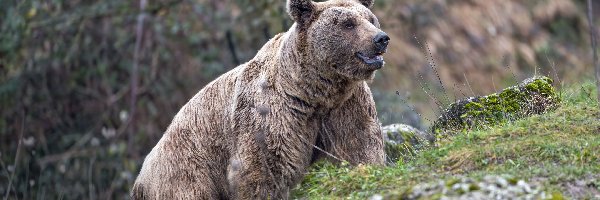 Niedźwiedź, Grizzly