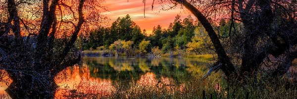 Szuwary, Gałęzie, Goldwater Lake, Jezioro, Zachód słońca, Stany Zjednoczone, Stan Arizona, Drzewa, Prescott