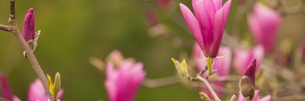 Magnolia, Nierozwinięte, Różowe, Gałązki, Kwiaty