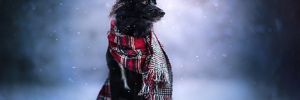 Border collie, Zima, Szalik, Pies