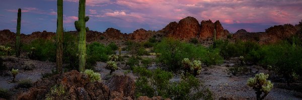 Stany Zjednoczone, Park Narodowy Saguaro, Karnegie olbrzymie, Kaktusy, Góry, Arizona, Skały