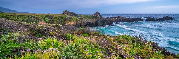 Kwiaty, Ocean Spokojny, Big Sur, Kalifornia, Stany Zjednoczone, Wybrzeże, Rośliny, Morze, Skały