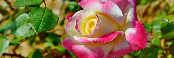 Biało-różowa, Liście, Róża, Kwiat