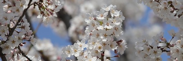 Drzewo owocowe, Kwiaty, Wiśnia, Niebo, Gałązki