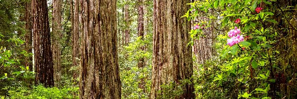 Sekwoje, Park Narodowy Redwood, Drzewa, Różanecznik, Kalifornia, Stany Zjednoczone