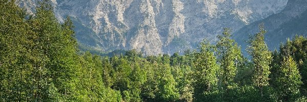 Drzewa, Góry, Zugspitze, Niemcy, Alpy Bawarskie, Jezioro Eibsee