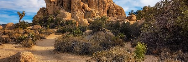 Kalifornia, Piasek, Park Narodowy Joshua Tree, Stany Zjednoczone, Rośliny, Skały
