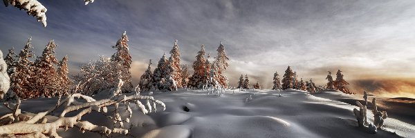 Ośnieżone, Mróz, Poranek, Chmury, Wzgórze, Drzewa, Gałęzie, Zima