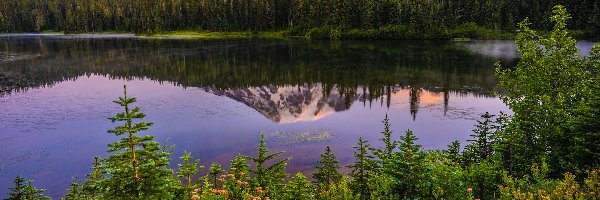 Reflection Lake, Jezioro, Park Narodowy Mount Rainier, Waszyngton, Stany Zjednoczone, Odbicie, Kwiaty, Góra, Drzewa