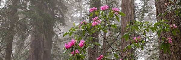 Park Narodowy Redwood, Drzewa, Stany Zjednoczone, Różanecznik, Kwitnący, Krzew, Kwiaty, Las, Sekwoje, Kalifornia