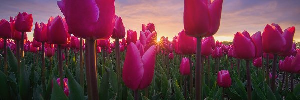 Pole, Różowe, Plantacja, Promienie słońca, Tulipany