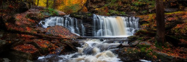 Wodospad, Las, Ricketts Glen State Park, Pensylwania, Stany Zjednoczone, Drzewa, Rzeka, Jesień, Cayuga Falls