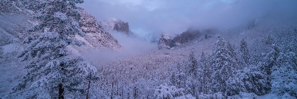 Drzewa, Śnieg, Stany Zjednoczone, Kalifornia, Góry, Mgła, Park Narodowy Yosemite, Zima
