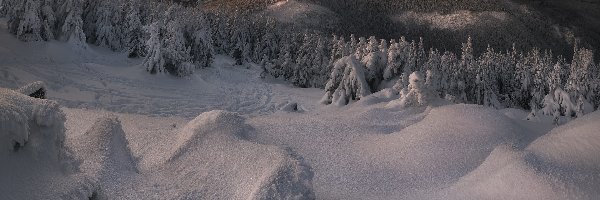 Drzewa, Zaspy, Polska, Karkonosze, Śnieg, Góry, Las, Zima