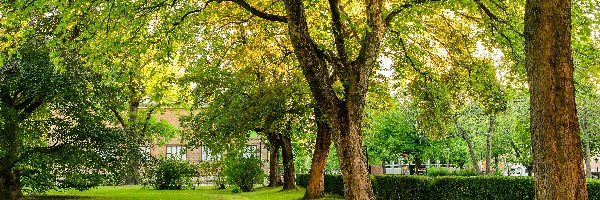 Trawa, Park, Drzewa, Ławki