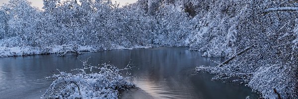 Zima, Ośnieżone, Rzeka, Drzewa, Gałęzie