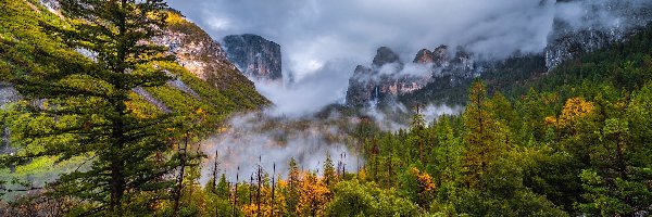 Krzewy, Stany Zjednoczone, Góry, Kalifornia, Park Narodowy Yosemite, Drzewa, Mgła