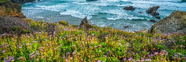 Stany Zjednoczone, Łąka, Ocean, Rośliny, Kwiaty, Kalifornia, Skały