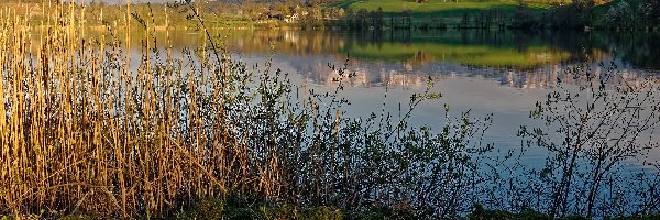 Kanton Lucerna, Krzewy, Trzciny, Szwajcaria, Jezioro Soppensee, Góry Pilatus