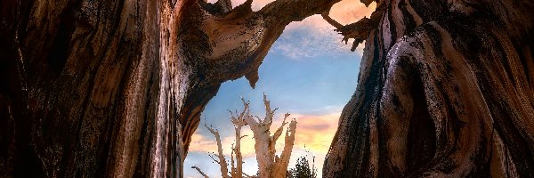 Kalifornia, Bristlecone, Starożytny las sosnowy Bristlecone, Stany Zjednoczone, Sosny długowieczne, Drzewa