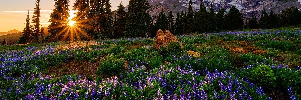 Łubin, Kwiaty, Świerki, Drzewa, Góra, Stany Zjednoczone, Stan Waszyngton, Łąka, Park Narodowy Mount Rainier