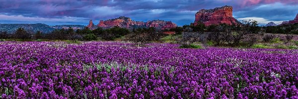 Drzewa, Castilleja exserta, Łąka, Skały, Góry, Stany Zjednoczone, Arizona, Kwiaty, Chmury