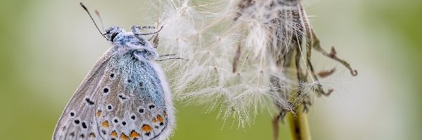 Modraszek ikar, Zbliżenie, Dmuchawiec, Motyl