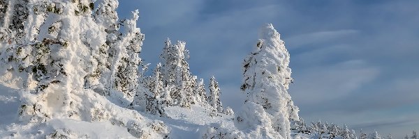 Śnieg, Drzewa, Wzgórze, Zima
