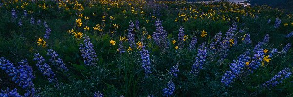 Góry, Łubiny, Balsamorhiza, Wschód słońca, Kwiaty, Łąka