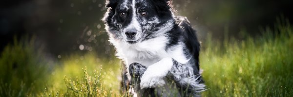 Czarno-biały, Border collie, Pies, Trawa, Zielona