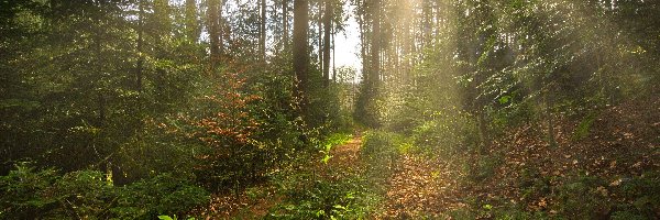 Las, Ścieżka, Promienie słońca, Drzewa