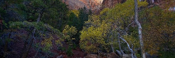 Rzeka, Góry, Stany Zjednoczone, Utah, Skały, Virgin River, Drzewa, Park Narodowy Zion