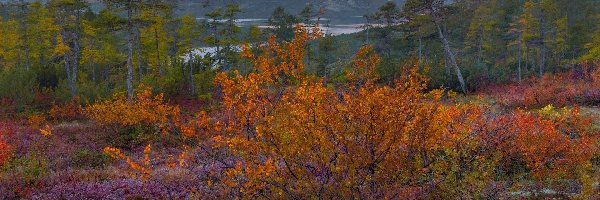 Jezioro, Kołyma, Krzewy, Drzewa, Góry Kołymskie, Jack London, Jesień, Rosja
