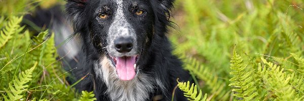 Border collie, Paproć, Liście, Pies