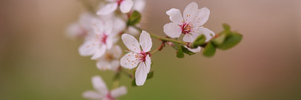 Biało-różowe, Okwiecona, Kwiaty, Drzewo owocowe, Gałązka