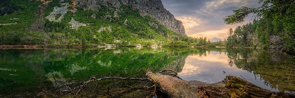 Pień, Tatry, Jezioro, Góry, Słowacja, Drzewa, Popradzki Staw