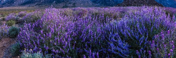Mount Withney, Kalifornia, Łubin, Kwiaty, Alabama Hills, Góry, Rośliny, Stany Zjednoczone