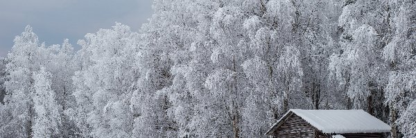 Chata, Śnieg, Las, Drzewa, Drewniana, Szopa, Oszronione, Zima