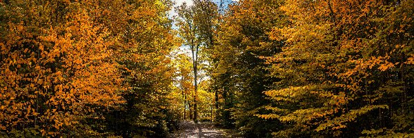 Jesień, Ścieżka, Liście, Drzewa, Park, Słońce, Niebo