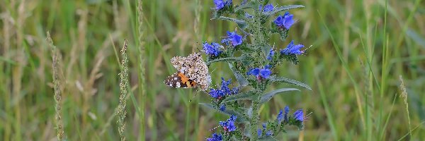 Trawa, Rusałka osetnik, Motyl, Kwiat