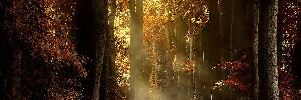 Las, Jesień, Drzewa, Droga, Przebijające światło